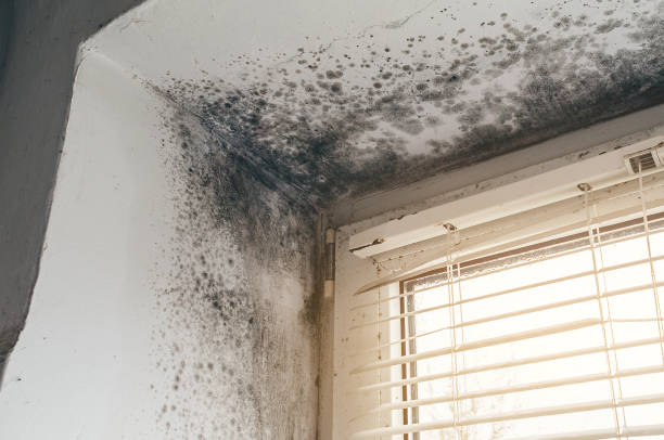 Affordable Mold Cleanup solutions in Strasburg, CO